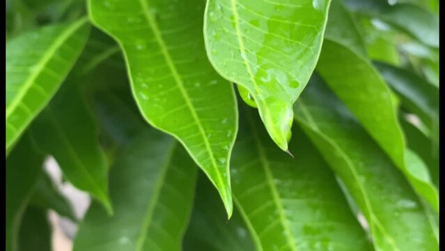 water dripping on mango leaves after the rain