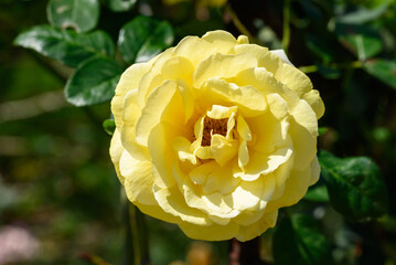 Yellow rose flower blossom in the garden