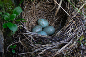  Collared blackbird, Turdus torquatus, merlo dal collare 