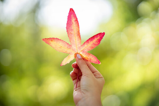 Holding a red fall leaf up to the light with a natural back ground