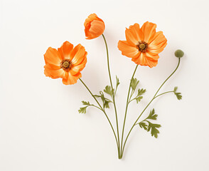 Two orange flowers on a white background, provia, natural

