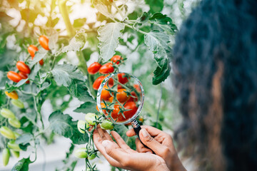 Tomato greenhouse close-up, Woman farmer meticulously examines vegetable quality with a magnifying...