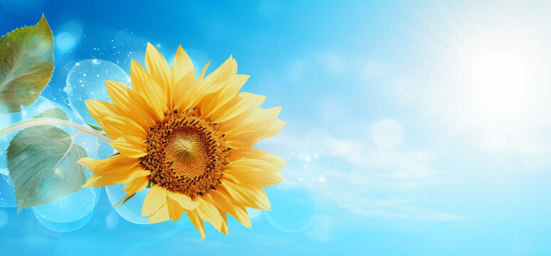 sunflowers picture, in the style of light sky-blue and azure, translucent planes, bright backgrounds, radiating lines, vibrant stage backdrops, lightbox, shaped canvas
