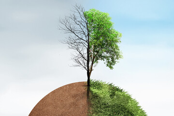 The difference between drought trees to growing trees on the ground with different sky