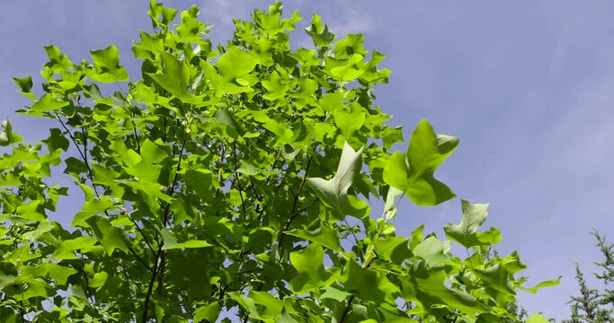beautiful foliage tree tulip tree with green foliage, beautiful foliage tree tulip tree in sunny weather