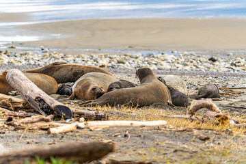 Elephant seals rest on the beach, Point Reyes, California