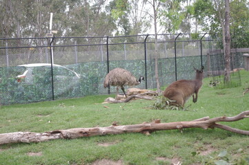 A young Kangaroo and an Emu