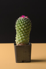 Cactus in a small pot on wooden table. This cactus is named Mammillaria vagaspina 'Helen'.
