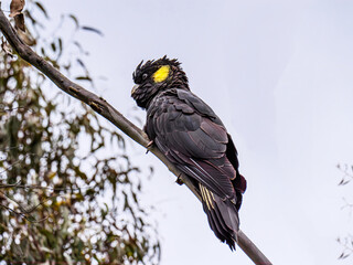 Black Cocky