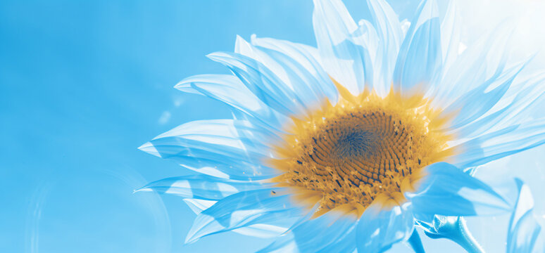 Sunny sunflower image hd, golden sunflower, sky-blue and aquamarine, translucent planes, shaped canvas, slide film