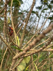 Red stink bug on dry tree branch in winter