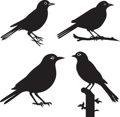 Set of Cuckoo Black silhouette on white background 