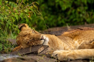 A Lion Cub Rests On A Rock 