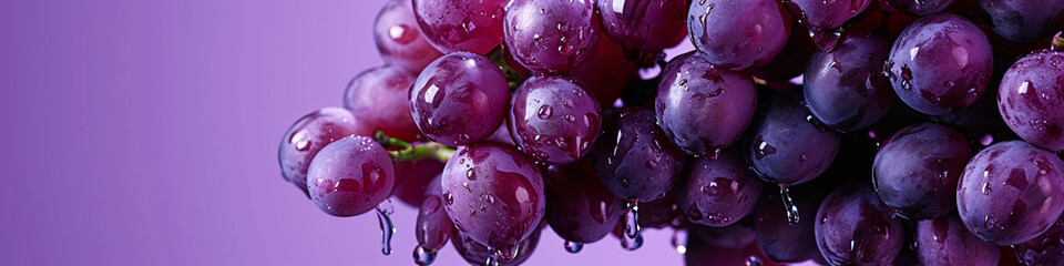 a fresh grape with a dewy surface on the air in a purple background for a banner, wine label, copy space - obrazy, fototapety, plakaty