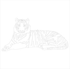 white tiger cub ,tiger vector
