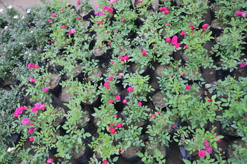 beautiful winter pink flower garden 