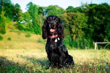 A black dog of the English cocker spaniel breed sits on a background of trees. The dog is ten...