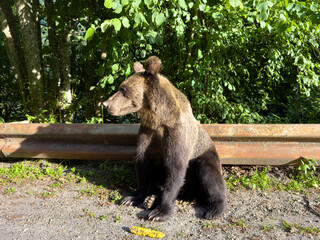 The bear came out of the forest to the side of the road