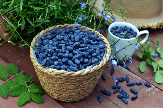 Haskap or honeysuckle berry in the wicker basket on the wooden planks. Summer garden background with countryside nature