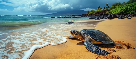 Fotobehang Green sea turtle on Hawaiian beach, Oahu. © AkuAku
