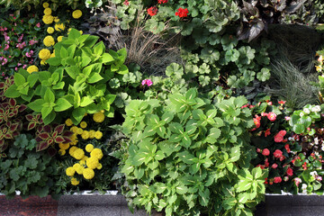 a large outdoor flowerbed consisting of different plants - coleus, begonias, marigolds, geraniums...