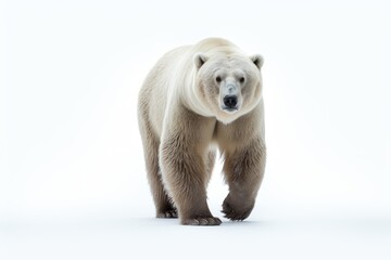 Polar bear walks confidently against a white backdrop, bears and arctic wildlife concept