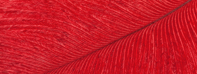 Texture of tropical bird red feather, background macro. Structure of fluffy plumage.