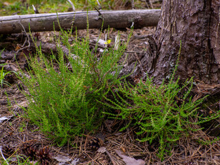 Obraz premium Close view of heather flowers and stems. Heather growth in summer forest. Beautiful outdoor scenery. Calluna Vulgaris growing in woods. Forest flowers. Delicate Calluna flowers before blossoming.