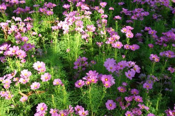 field of flowers beauty nature in garden Thailand 
