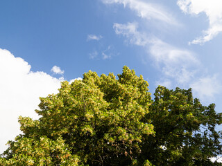 Summer in Småland Sweden