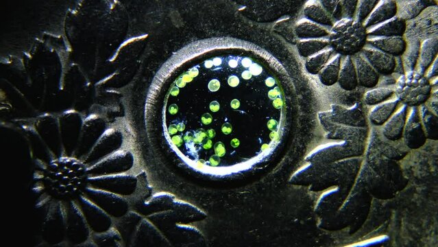 Japanese 50 Yen Coin Opening filled with swimming Volvox microbes magnified 20x