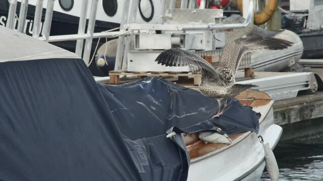 a young seagull flaps its wings, on the back of a moored boat at the pier