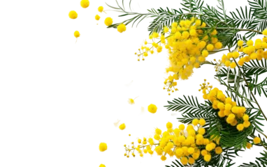 Fototapete Rund Mimosa Flowers on Transparent Background © Zahreen