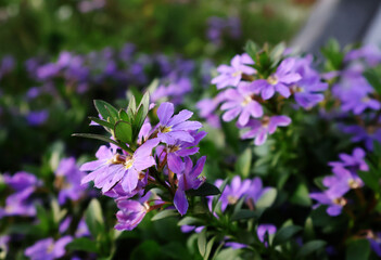 Purple Scaevola flowers in the garden in the afternoon sun

