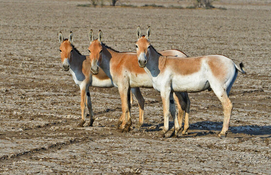 Three Wild Ass in Little Rann of Kutch, Gujarat, India 