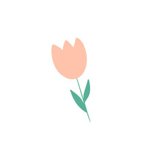 Peach flower, illustration 