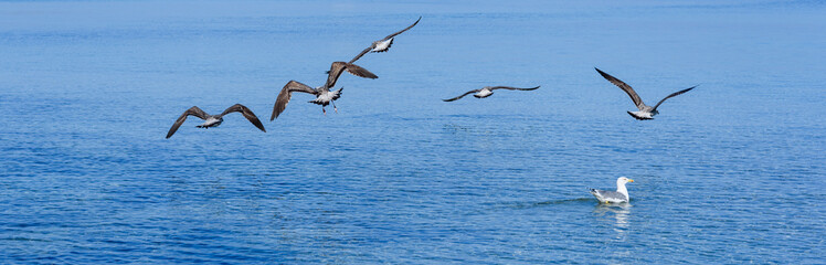 Birds over sea. - 710335968
