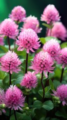 Fototapeta premium pink flowers