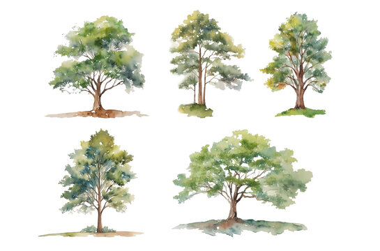 tree watercolor vector illustration, Minimal style tree painting hand drawn, Side view, set of graphics trees elements drawing for architecture and landscape design. Tropical