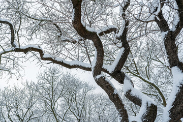 Tree branches in the snow. Snowy winter natural background.