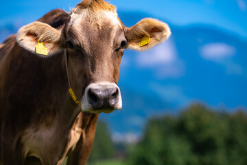 Cow on a summer pasture. Herd of cows grazing in Alps. Holstein cows, Jersey, Angus, Hereford, Charolais, Limousin cows. Cow is looking at camera. Close-up cows face.