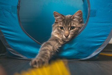 Cats playing on a couch