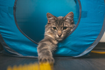 Cats playing on a couch