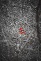 Red Jay