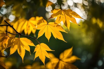 autumn leaves in the sun