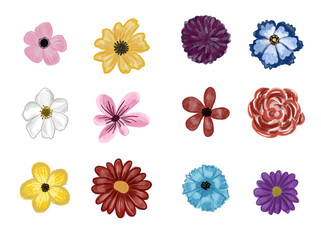 collection of flowers illustration isolated png