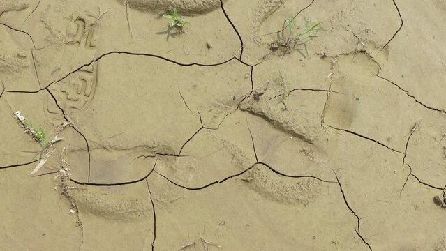 Due to climate change, the soil is drying up and cracks are being observed in the soil. Very dry condition of hilly yellow soil. Earth’s land is drying as it warms.