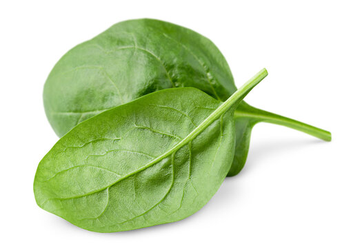 two spinach leaves on a white isolated background