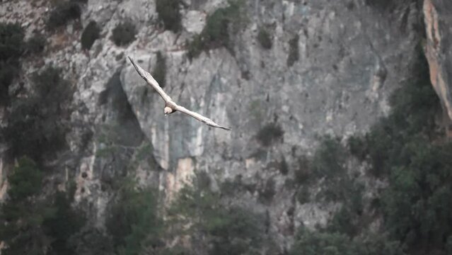 The grifon vulture flying over the gorge	