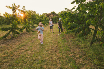 Fototapeta premium children play outdoors in sweet cherry orchards, summer, harvest
